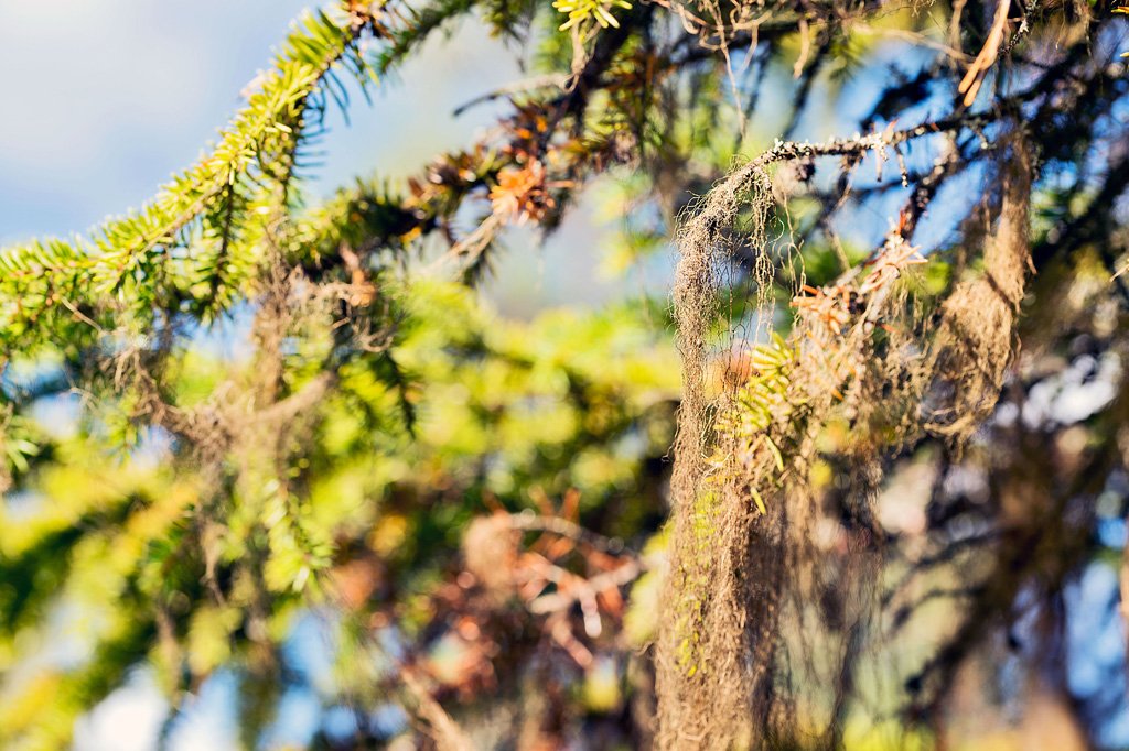 Långvattnets naturreservat